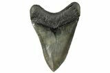 Serrated, Fossil Megalodon Tooth - Beautiful River Meg #265045-1